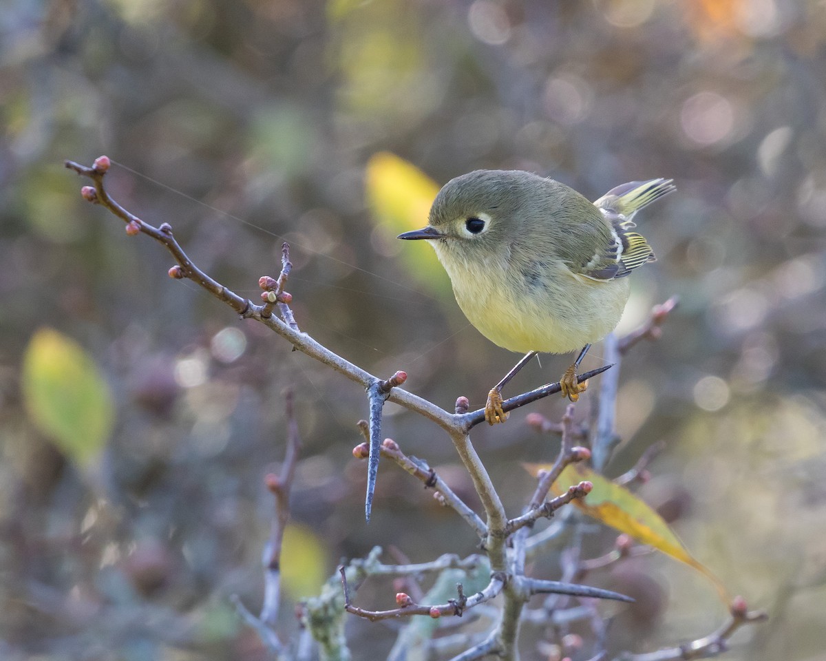 Ruby-crowned Kinglet - ML119852351