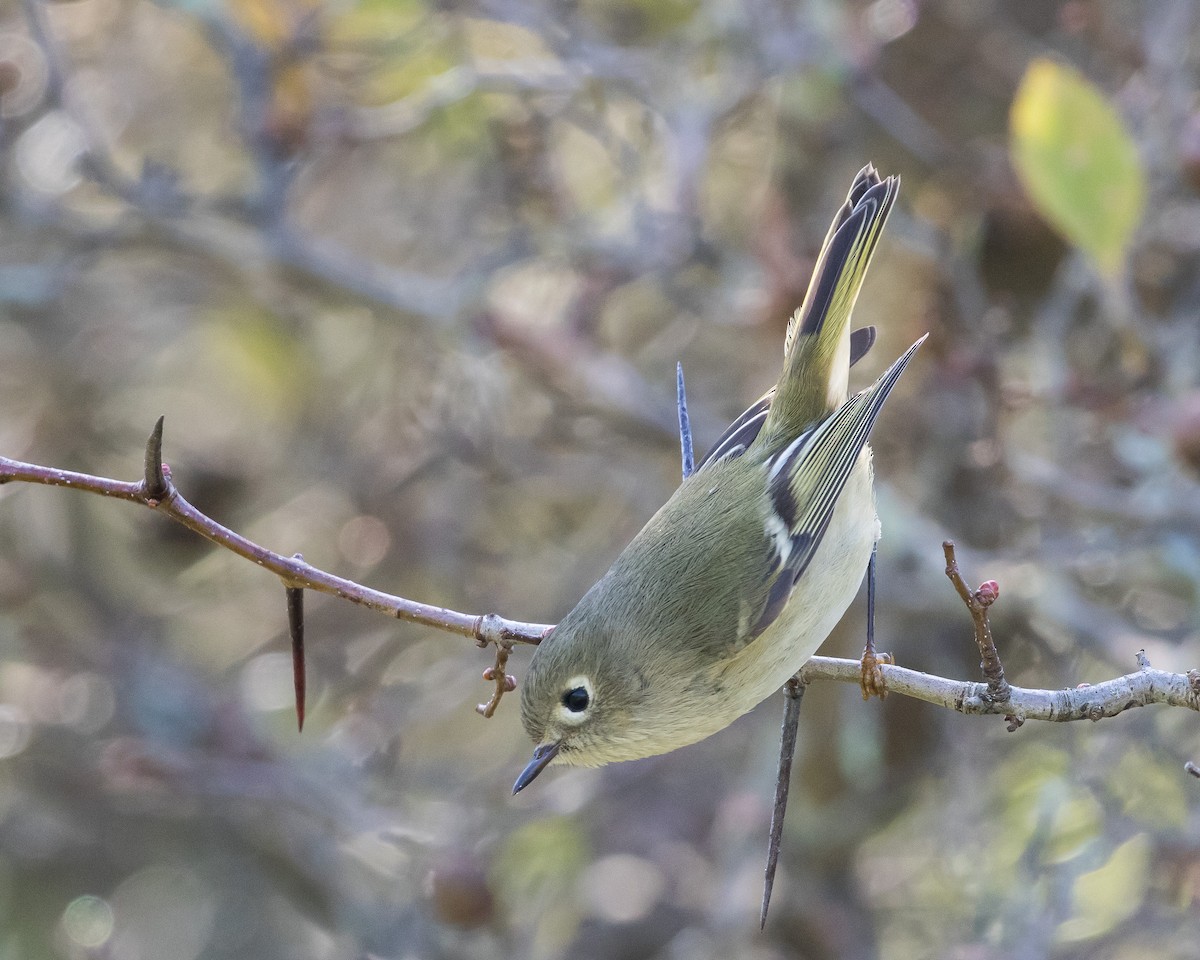 Ruby-crowned Kinglet - J.B. Churchill