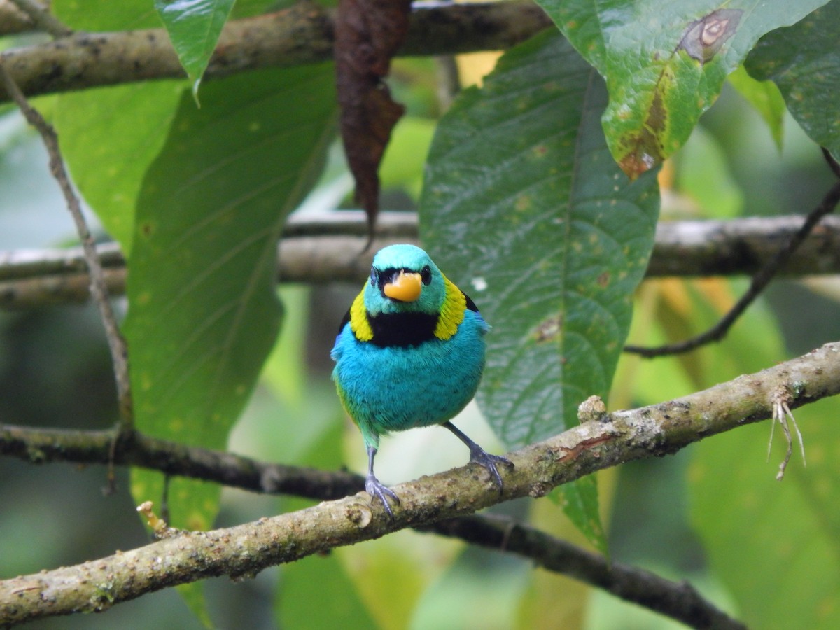 Green-headed Tanager - Lucas Vale