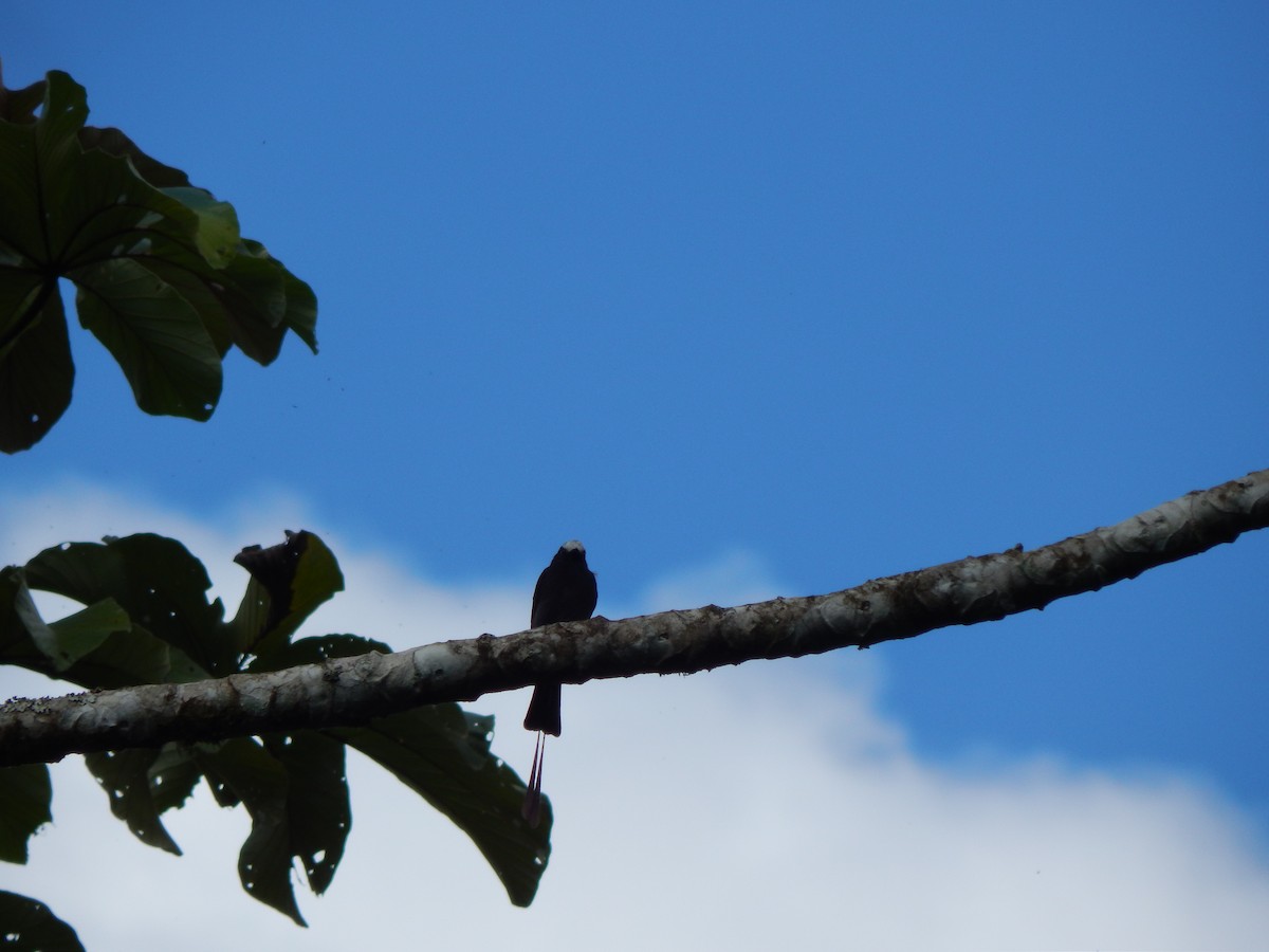 Long-tailed Tyrant - ML119852751