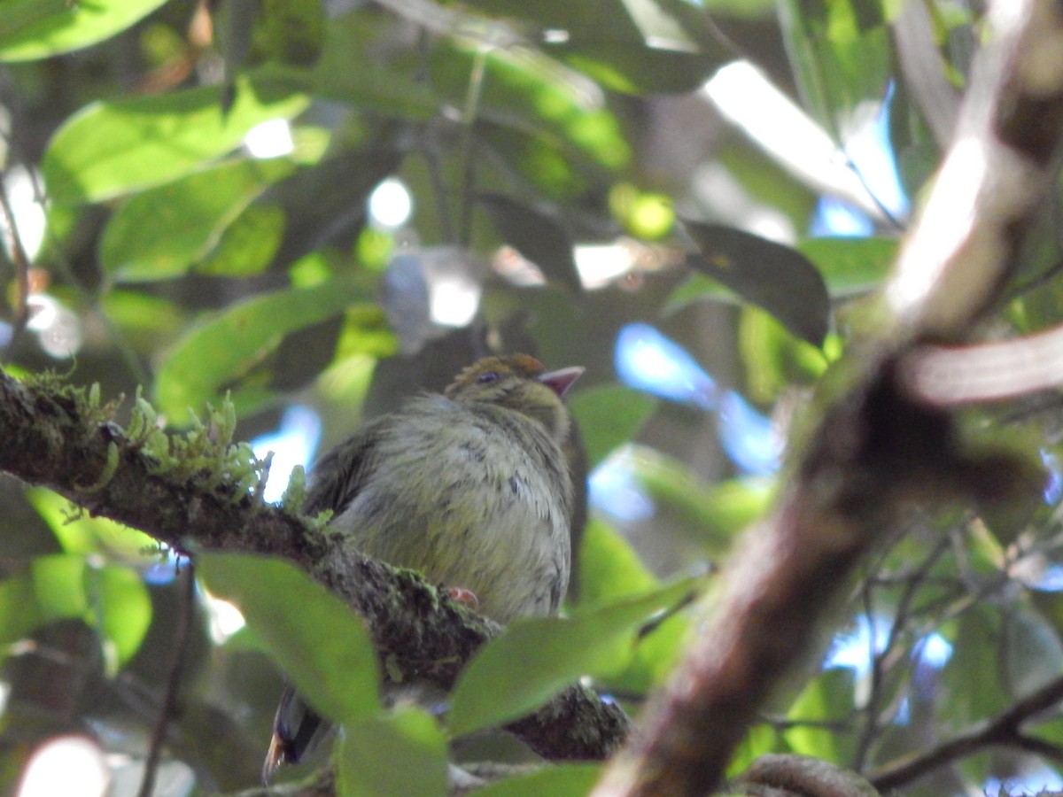 Swallow-tailed Manakin - ML119853041