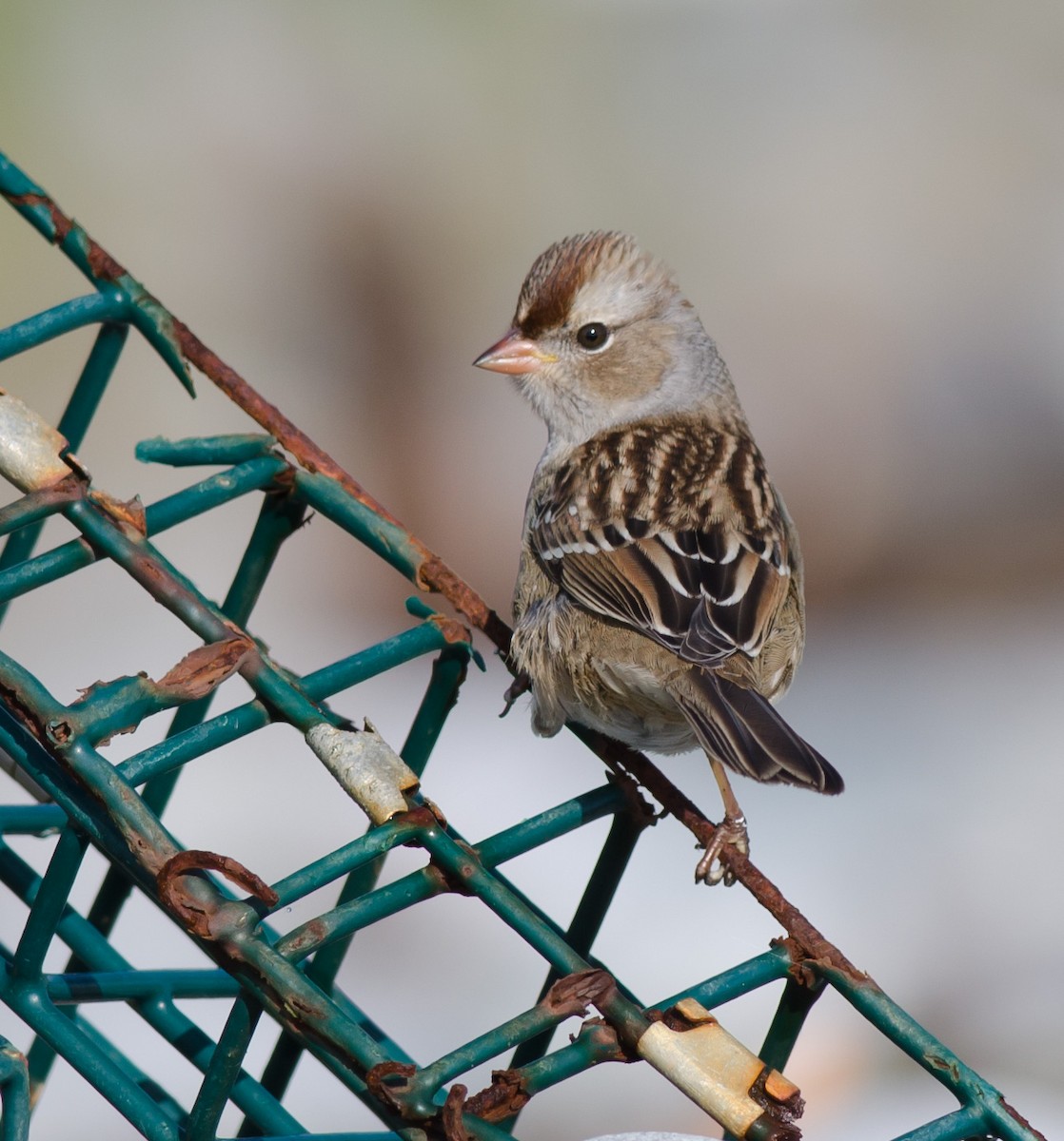 White-crowned Sparrow - ML119853681