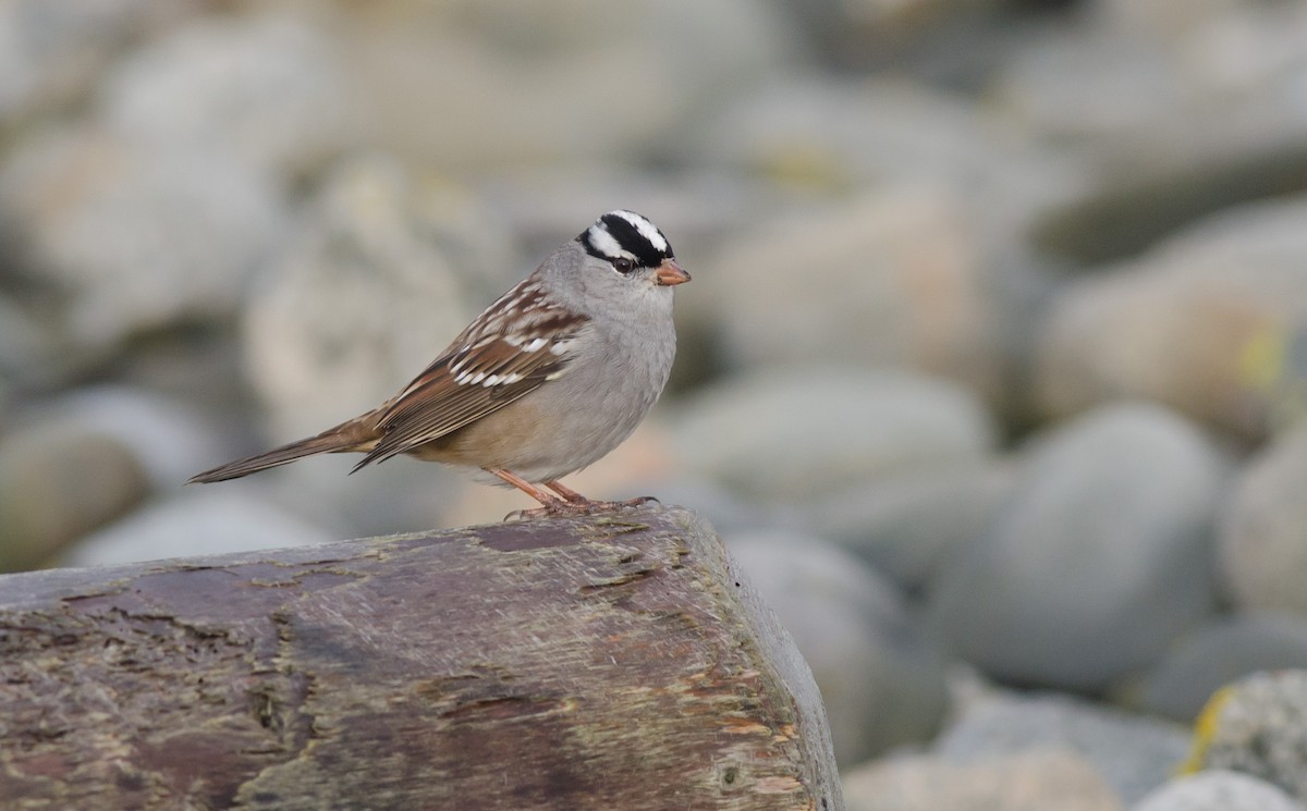 White-crowned Sparrow - ML119853711
