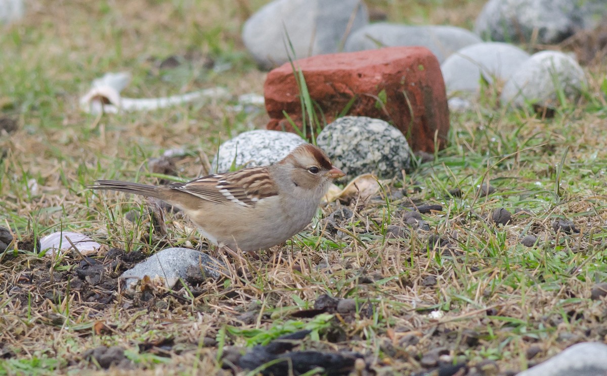 White-crowned Sparrow - ML119853991