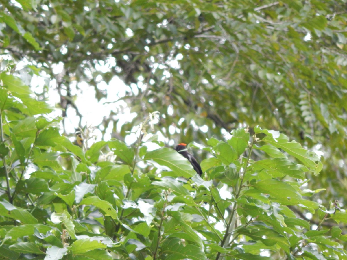 Flame-crested Tanager - ML119854111