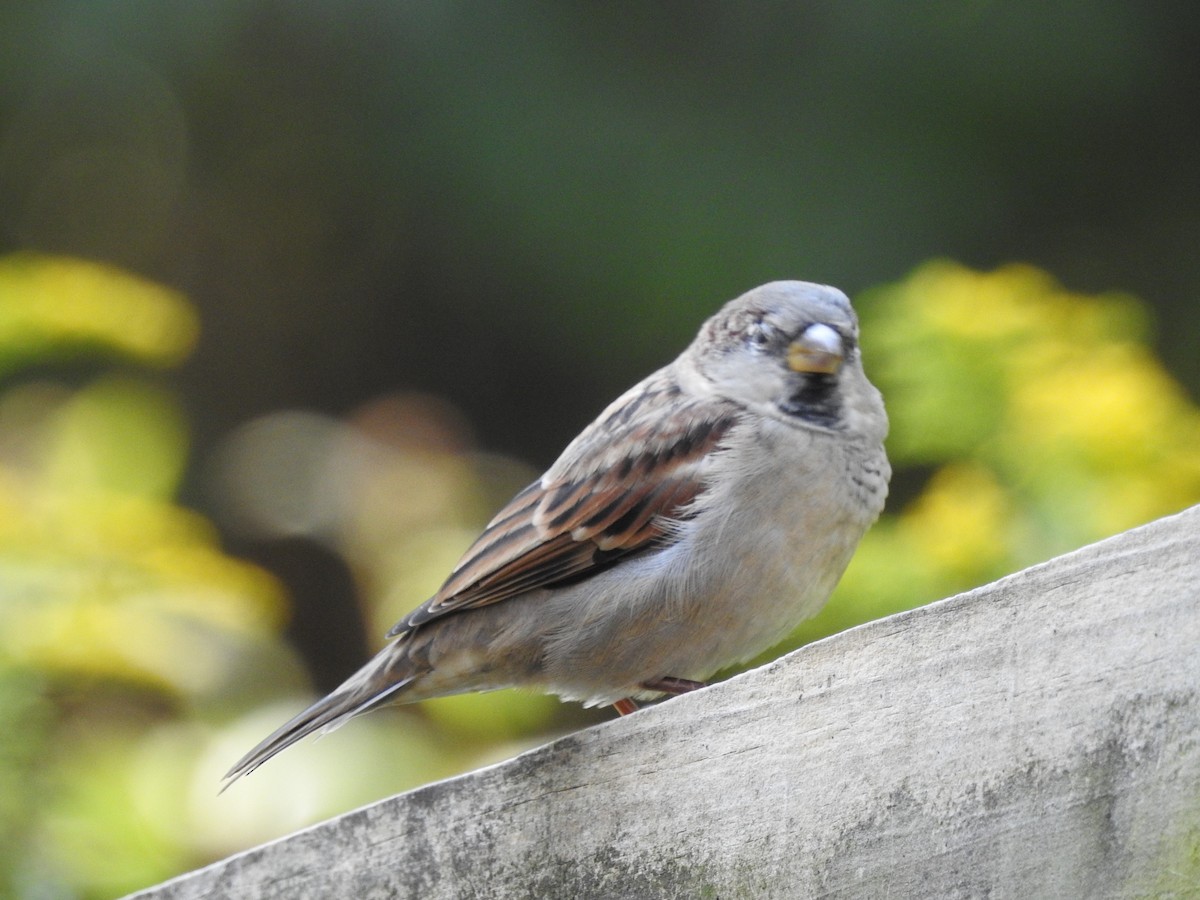 House Sparrow - Steven McDaniel