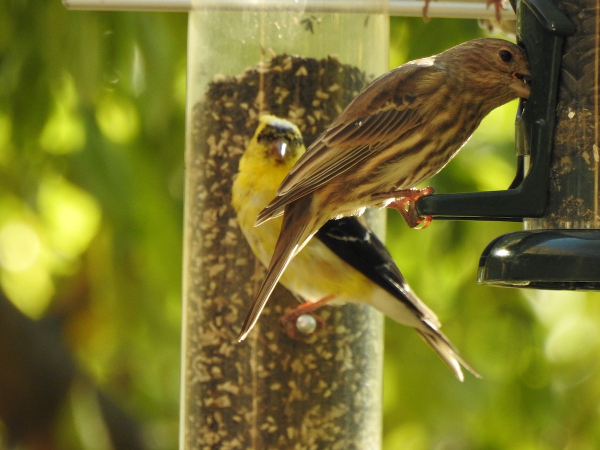 American Goldfinch - ML119855391