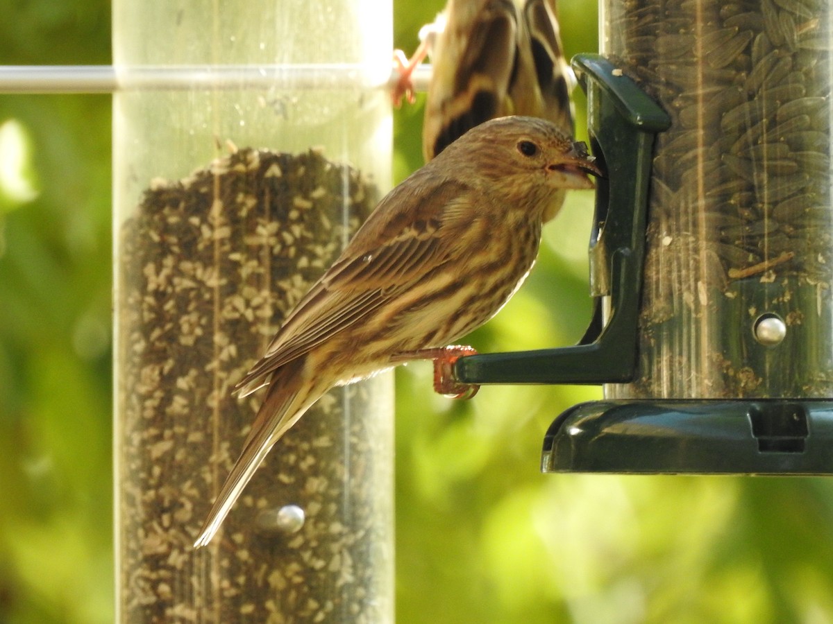 House Finch - ML119855431