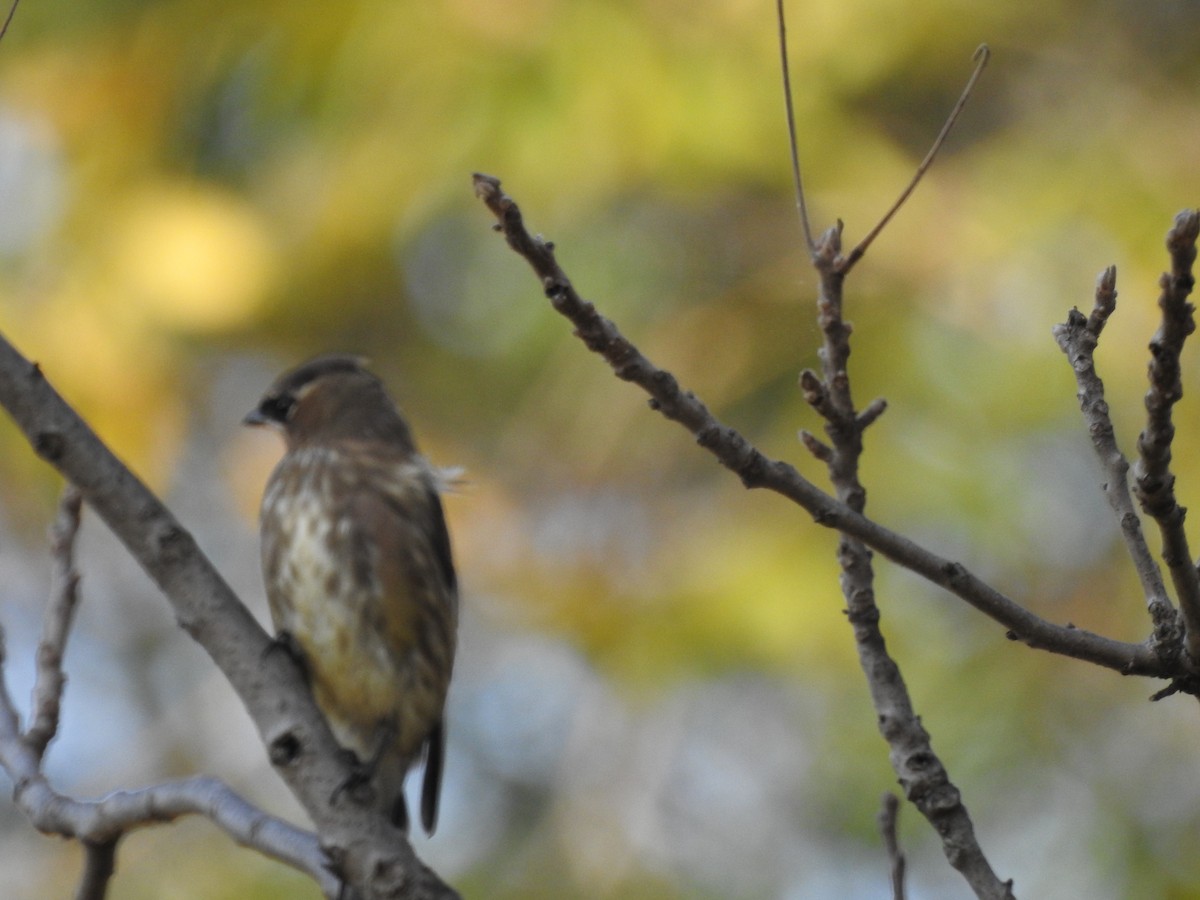 Cedar Waxwing - ML119855501