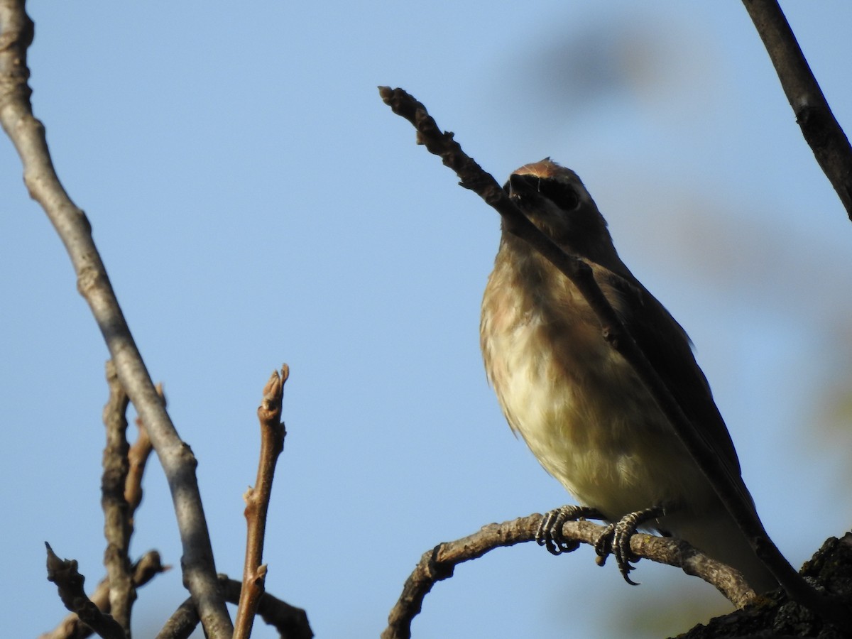 Cedar Waxwing - ML119855511