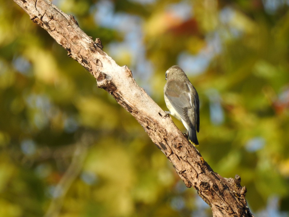 Cedar Waxwing - Steven McDaniel