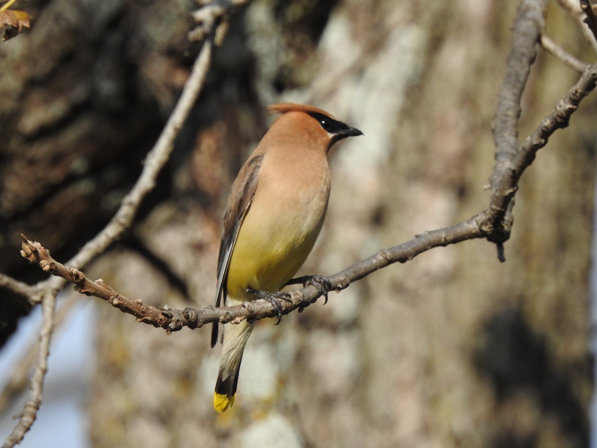 Cedar Waxwing - ML119855561