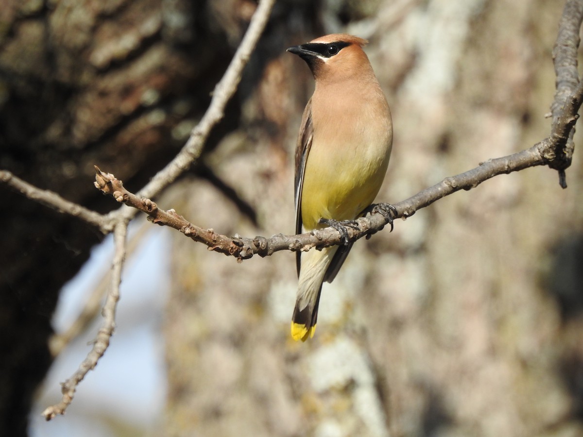 Cedar Waxwing - Steven McDaniel