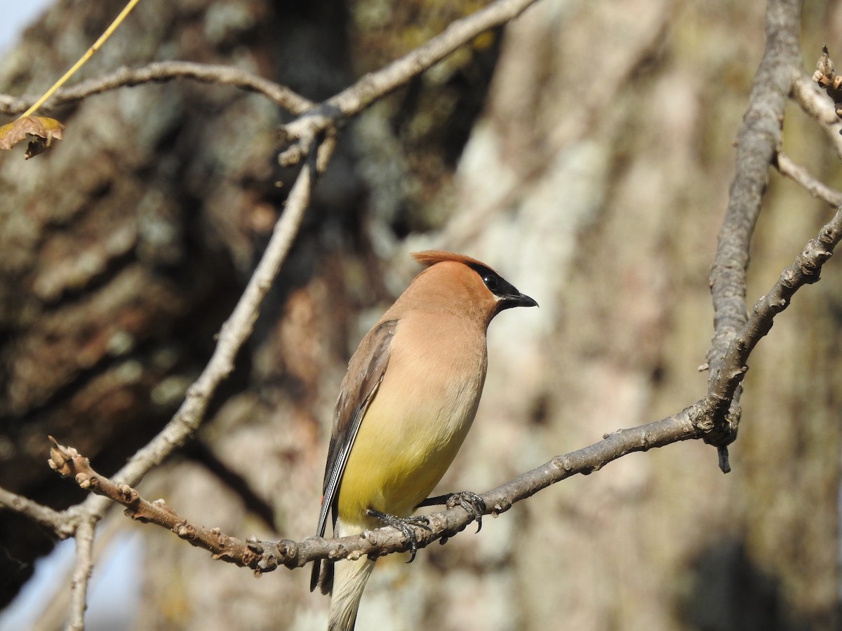 Cedar Waxwing - Steven McDaniel