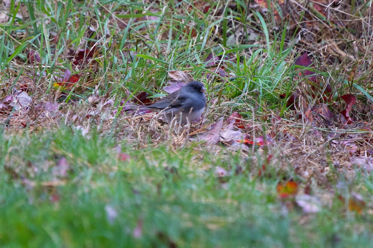 Junco Ojioscuro - ML119855601