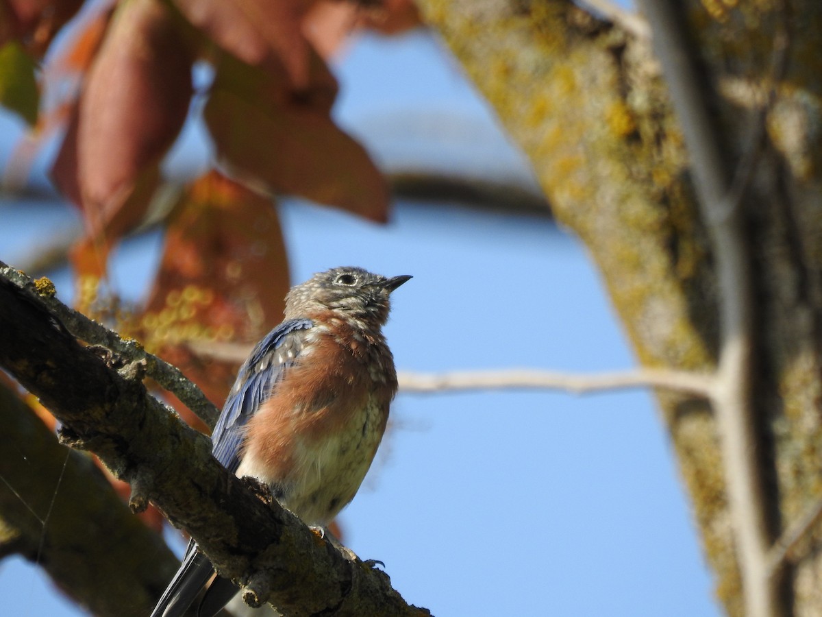 Eastern Bluebird - Steven McDaniel