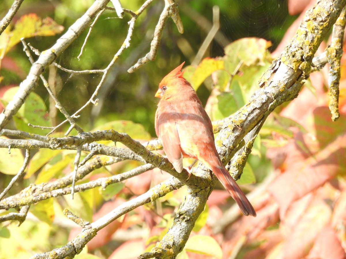 Northern Cardinal - Steven McDaniel