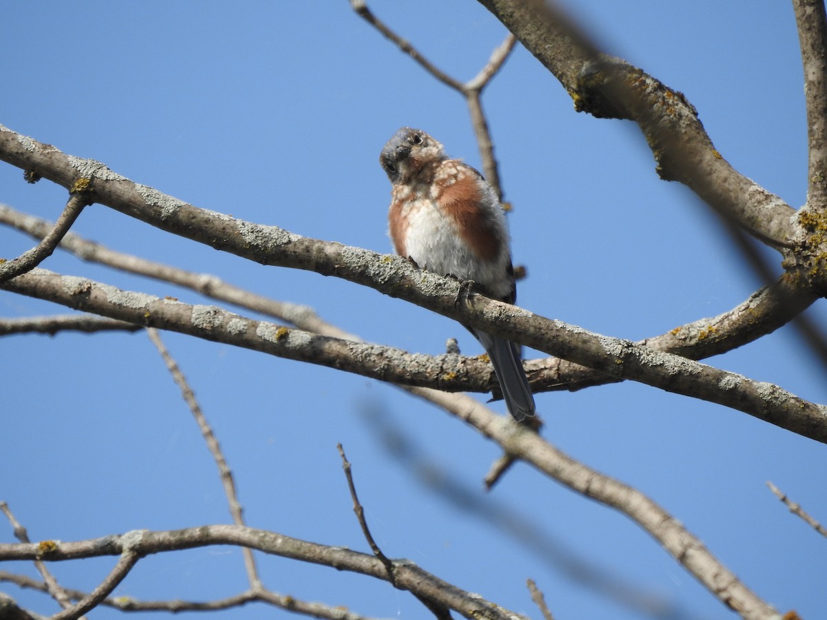 Eastern Bluebird - Steven McDaniel