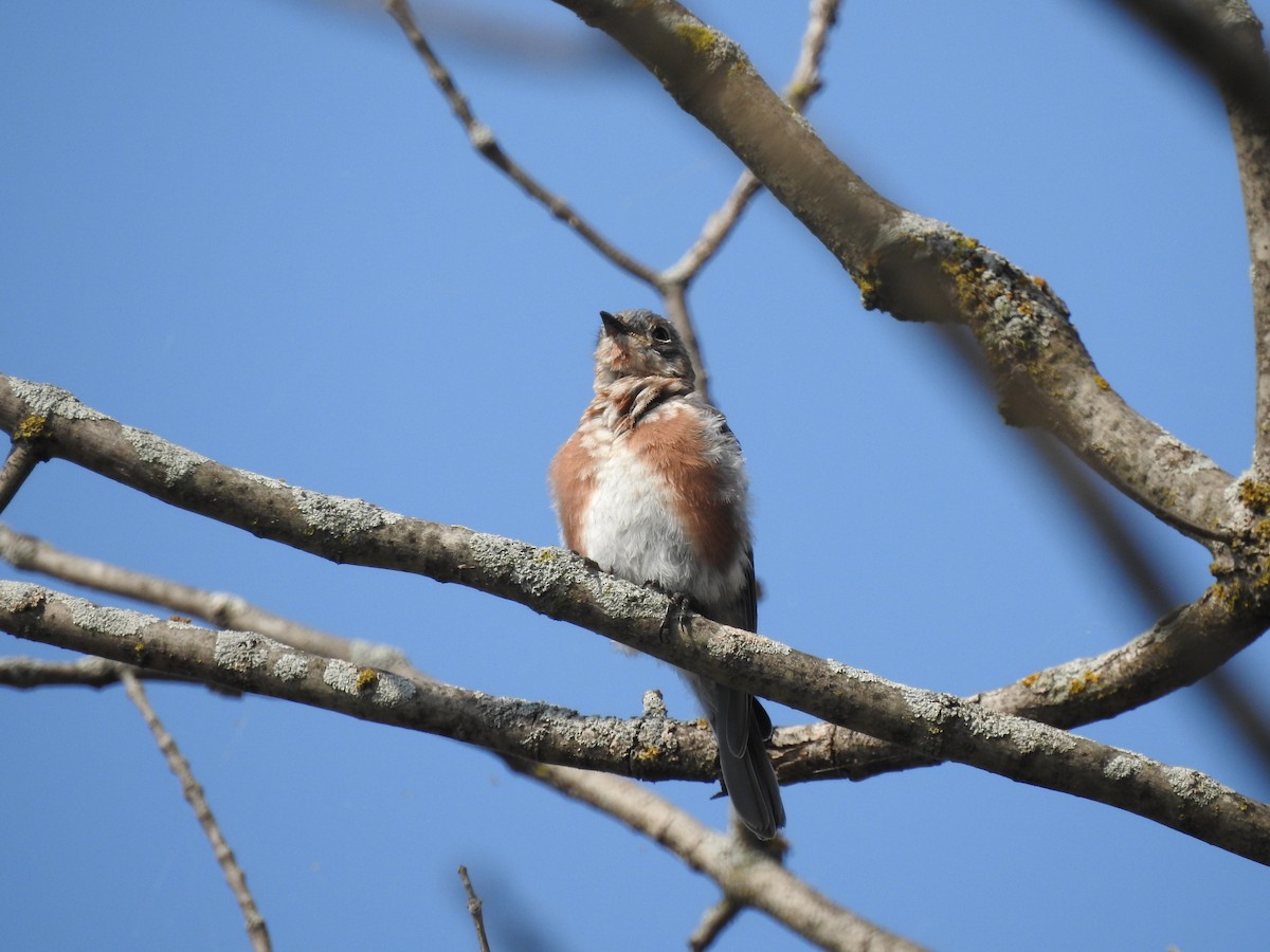 Eastern Bluebird - Steven McDaniel