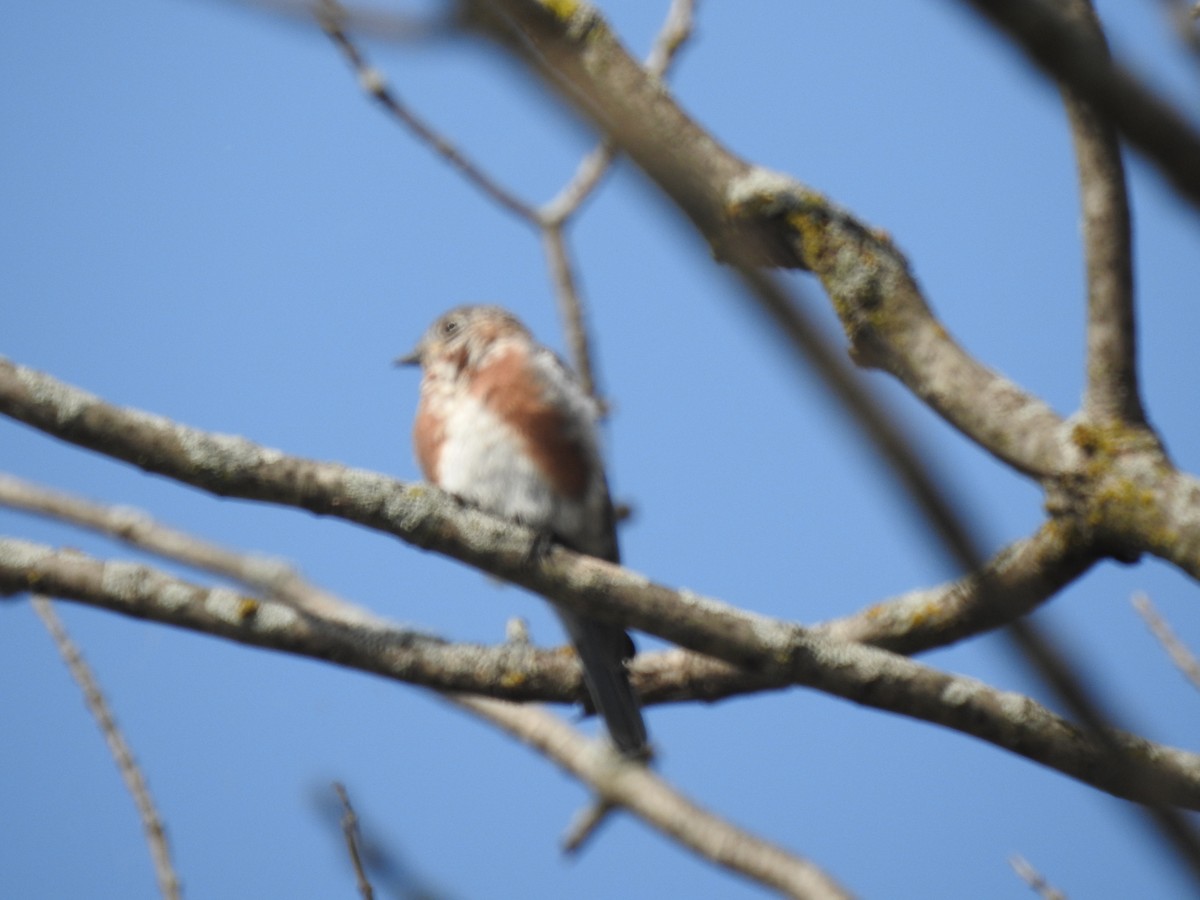 Eastern Bluebird - Steven McDaniel