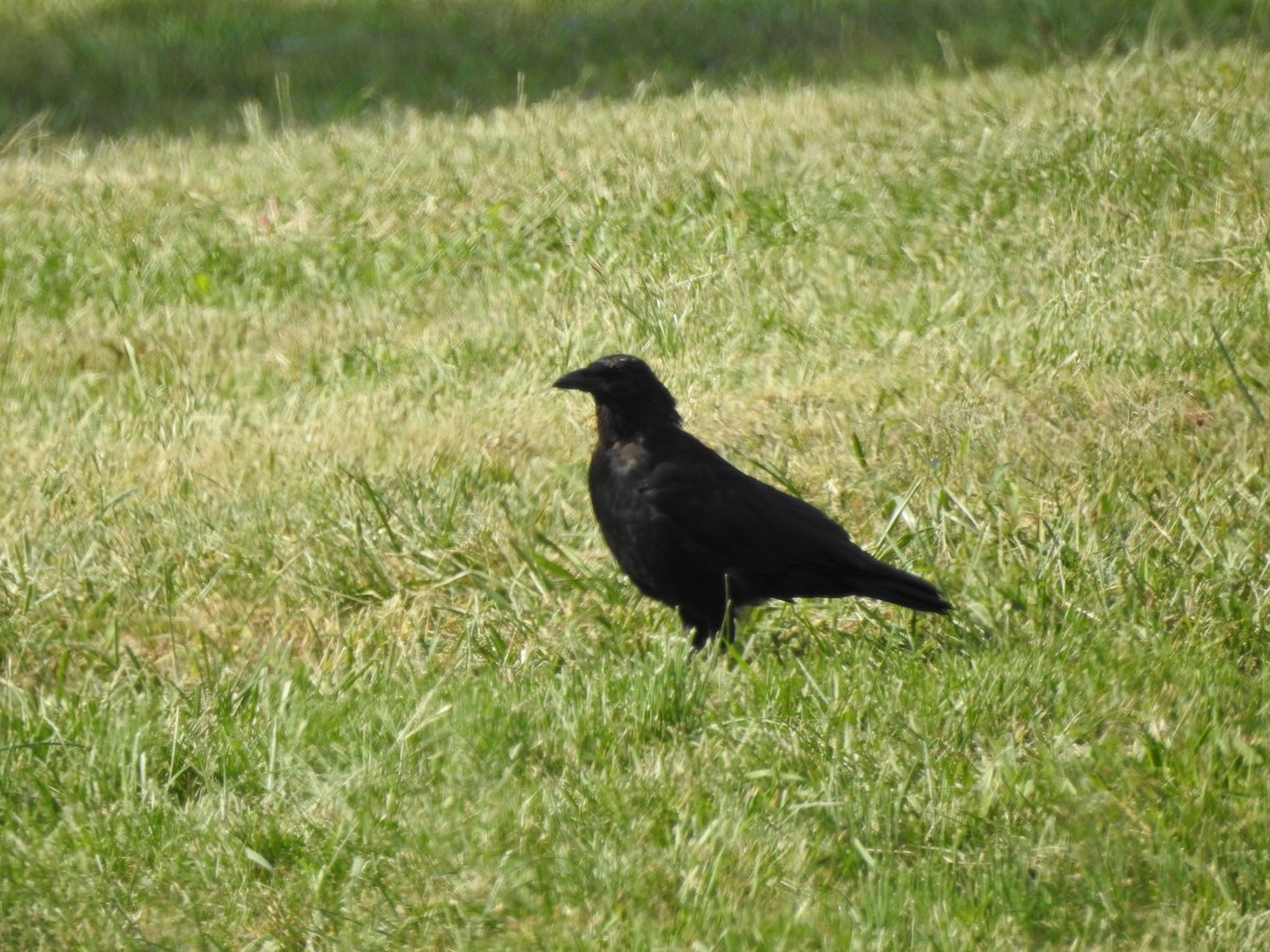 American Crow - Steven McDaniel