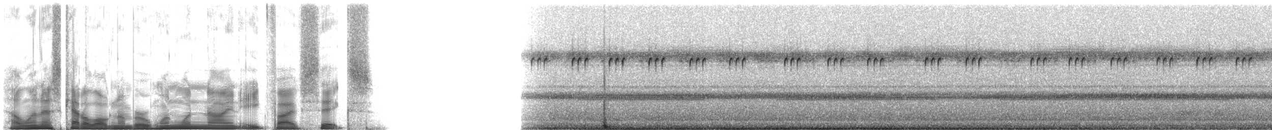 Gundlachs trig - ML119856