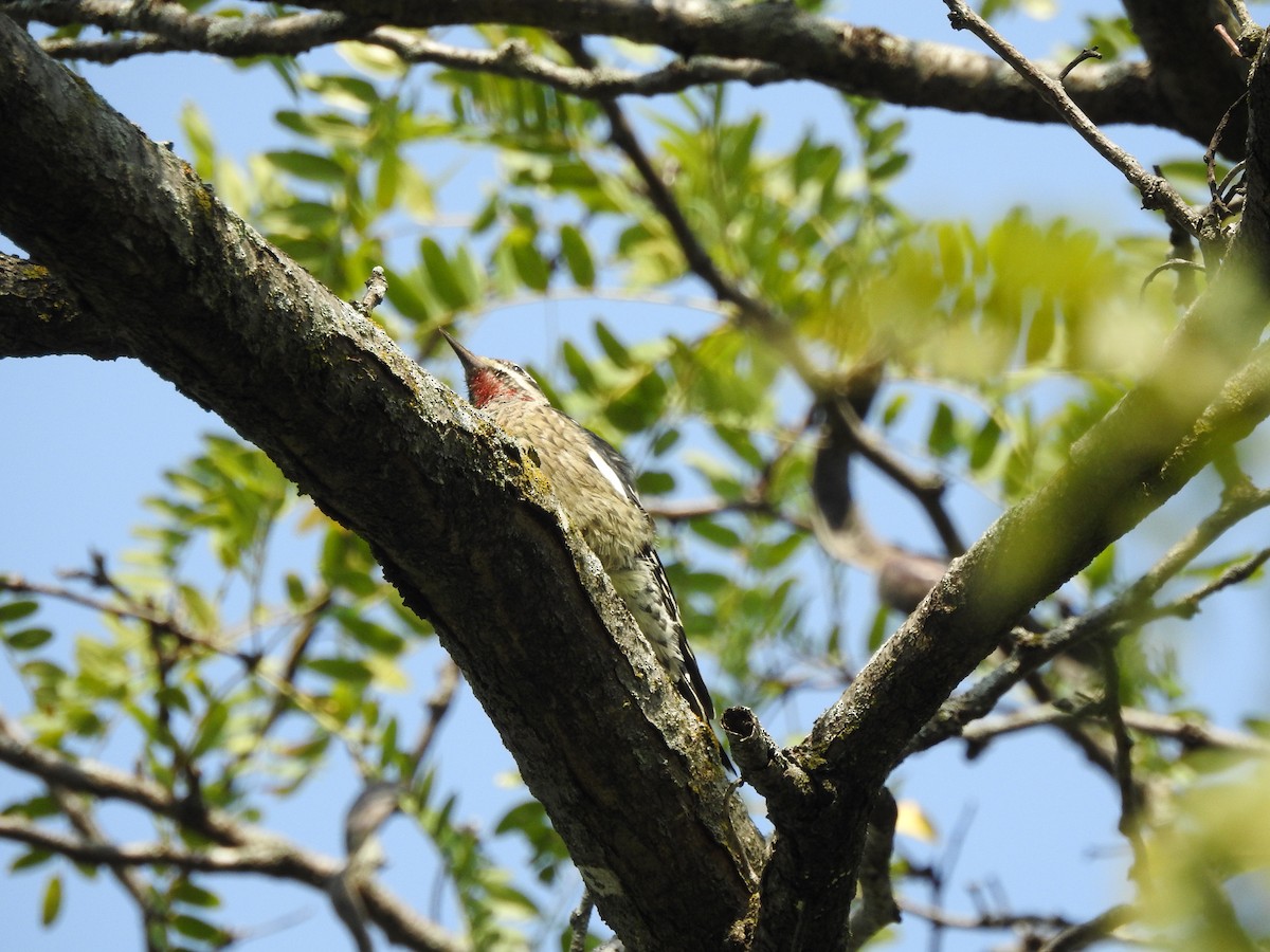 Yellow-bellied Sapsucker - ML119856031