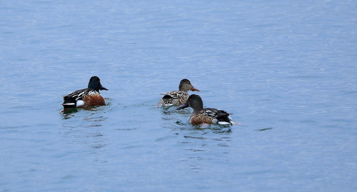 Northern Shoveler - ML119856041