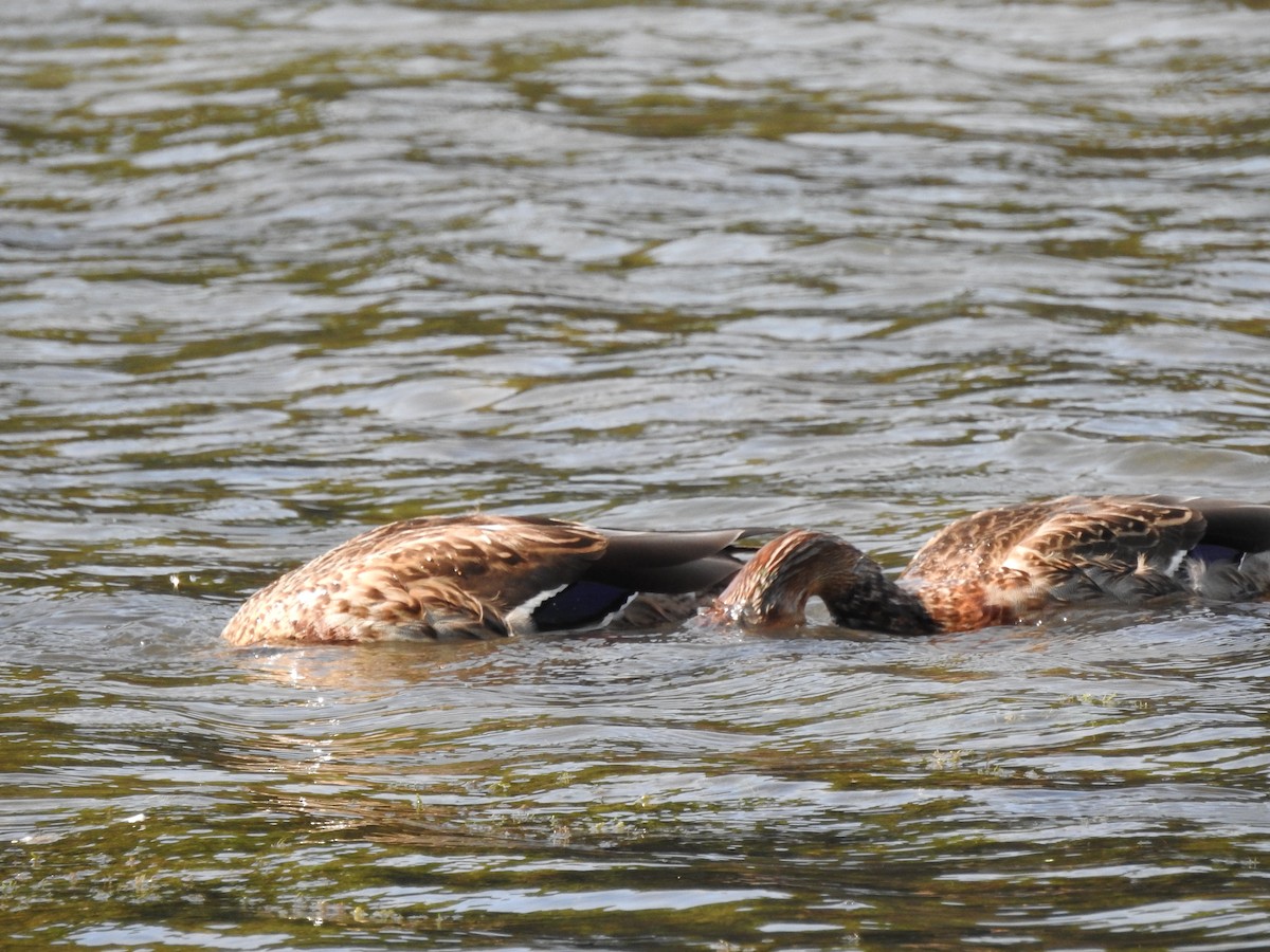 Canard colvert - ML119856101