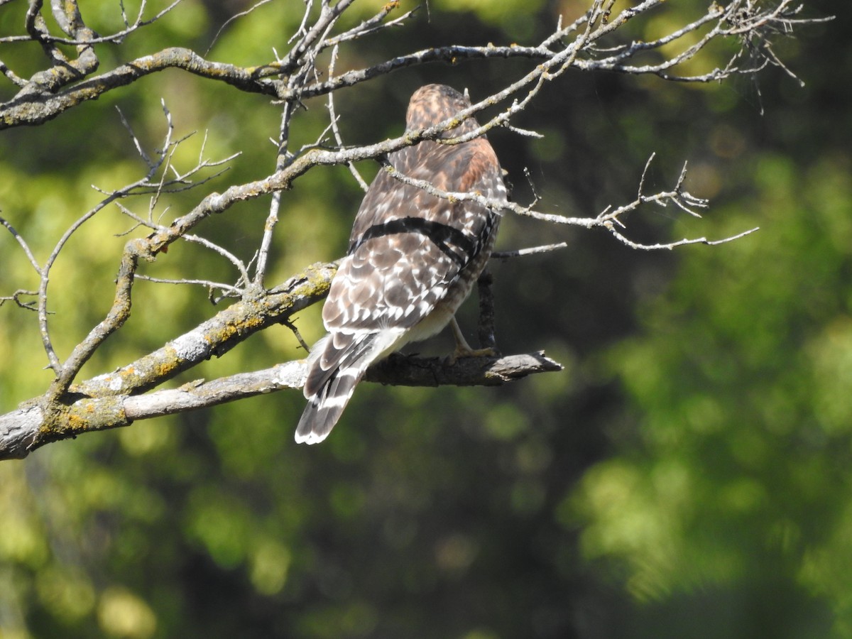 Red-shouldered Hawk - Steven McDaniel