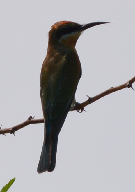 Blue-tailed Bee-eater - ML119856991