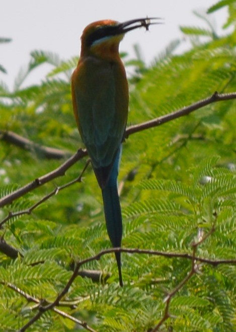 Blue-tailed Bee-eater - ML119857001