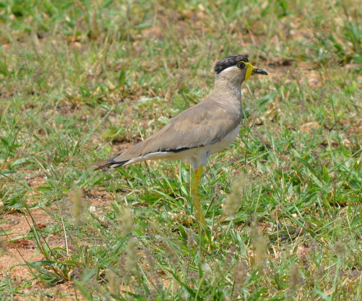 Yellow-wattled Lapwing - ML119859081