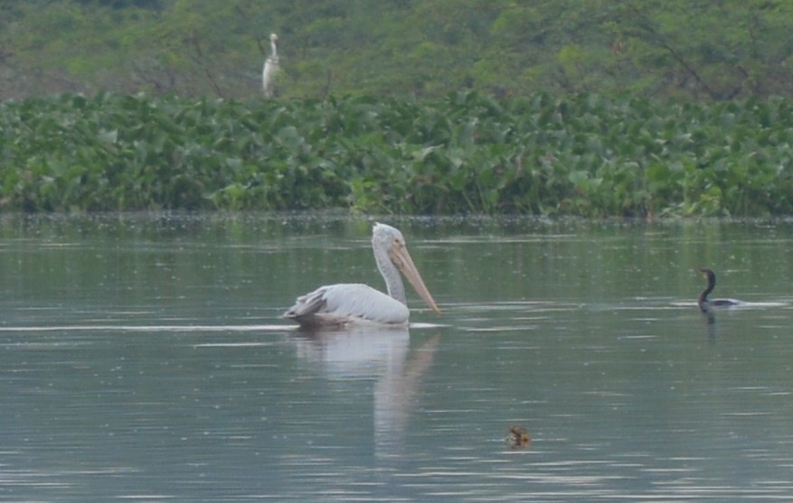 pelikán skvrnozobý - ML119859361