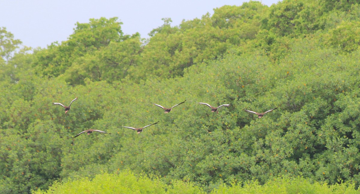 Black-bellied Whistling-Duck - ML119859661
