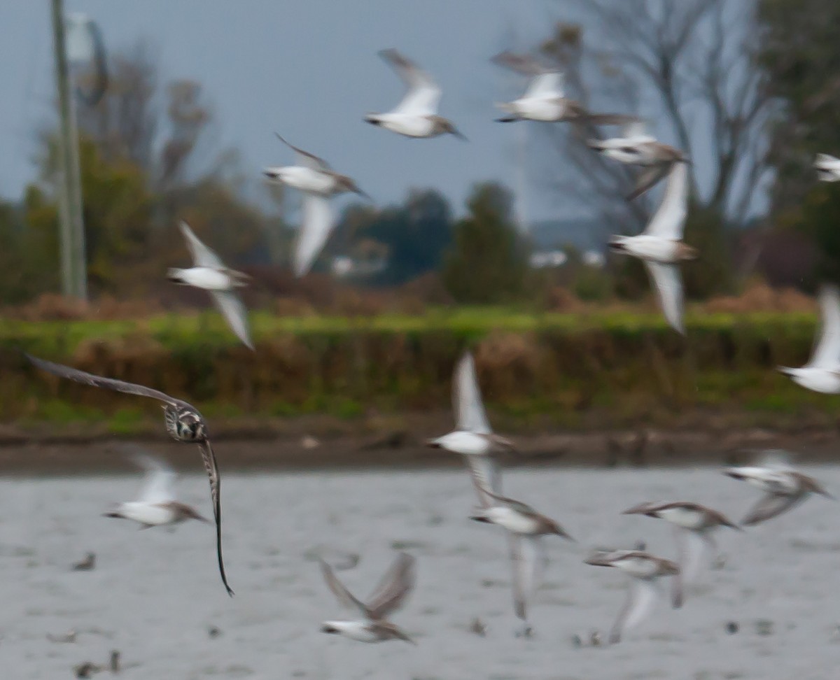 Dunlin - ML119860171