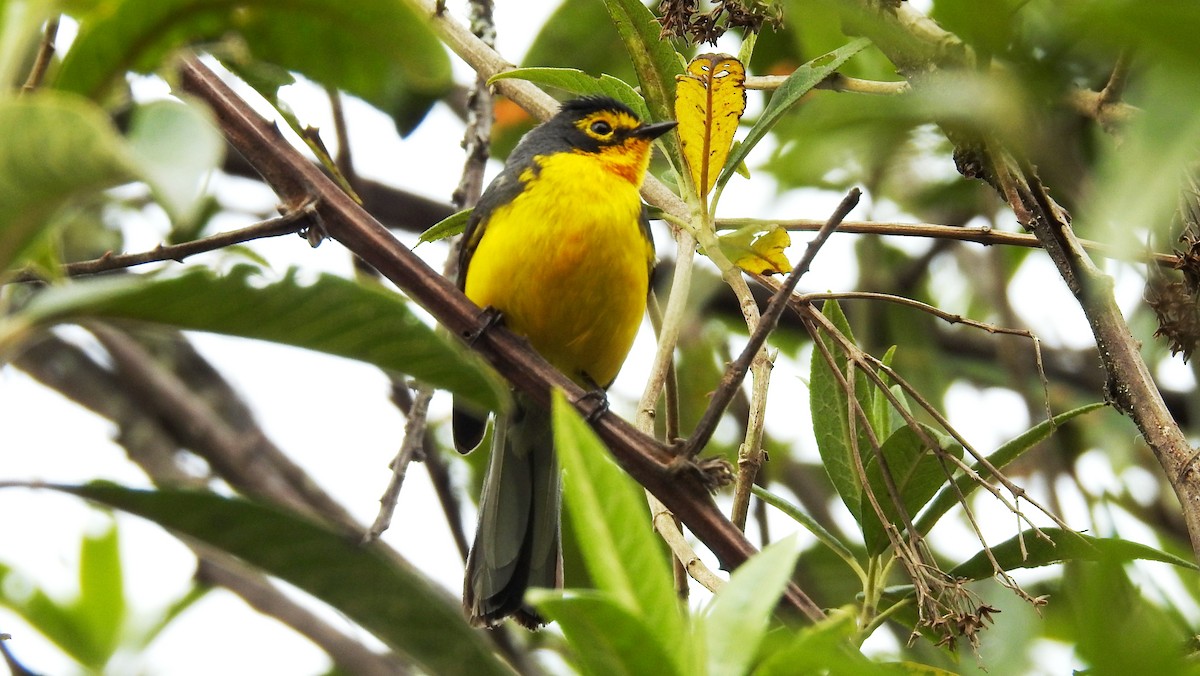 Spectacled Redstart - ML119860501