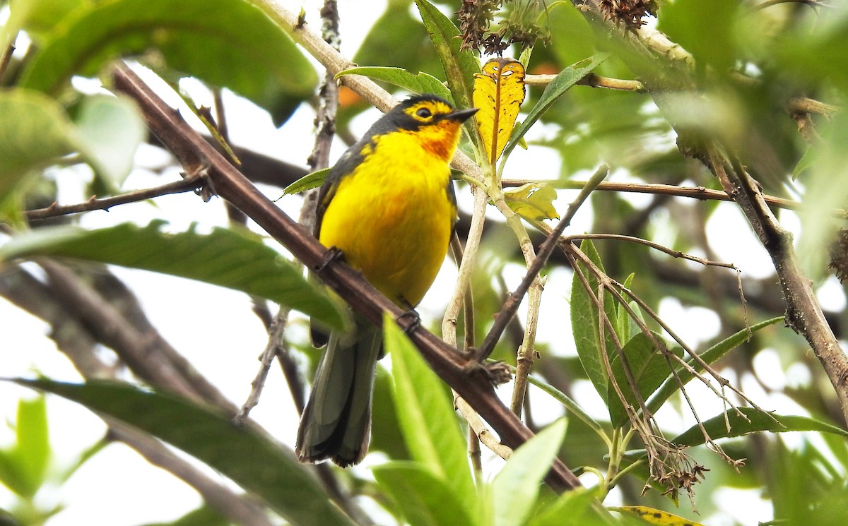 Spectacled Redstart - ML119860541