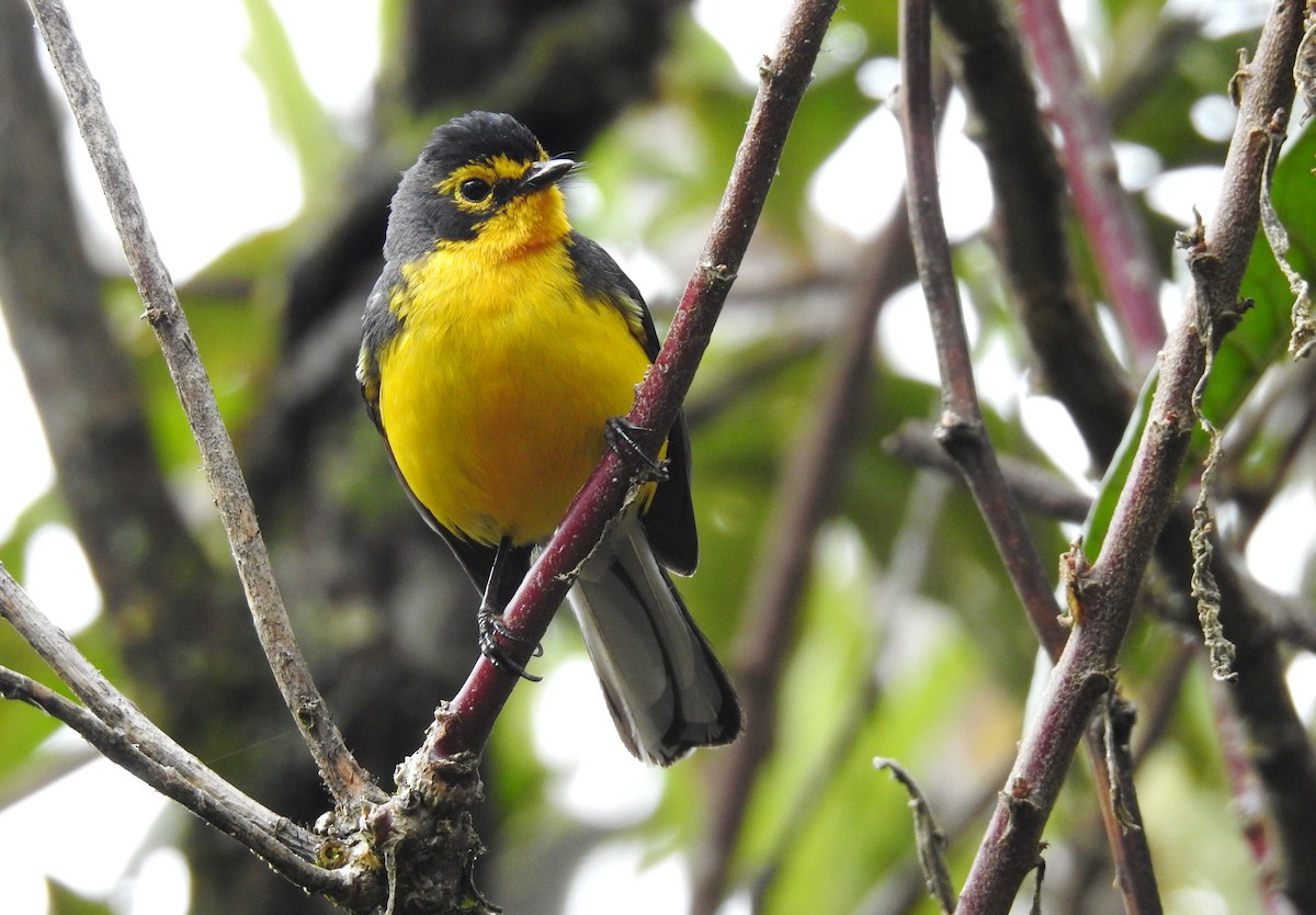 Spectacled Redstart - ML119860621