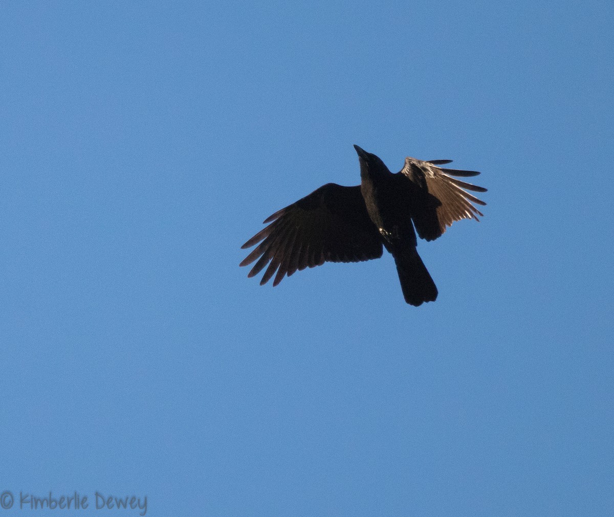 American Crow - ML119860901