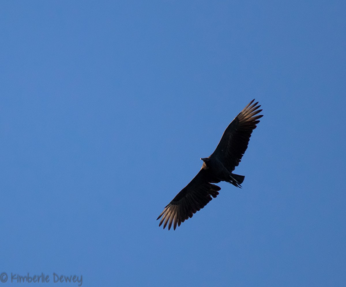 Black Vulture - ML119861101