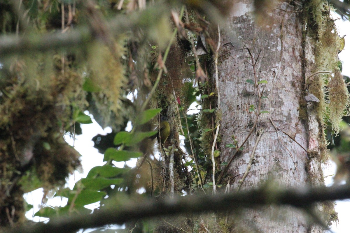 Russet-crowned Warbler - Hayden Bildy