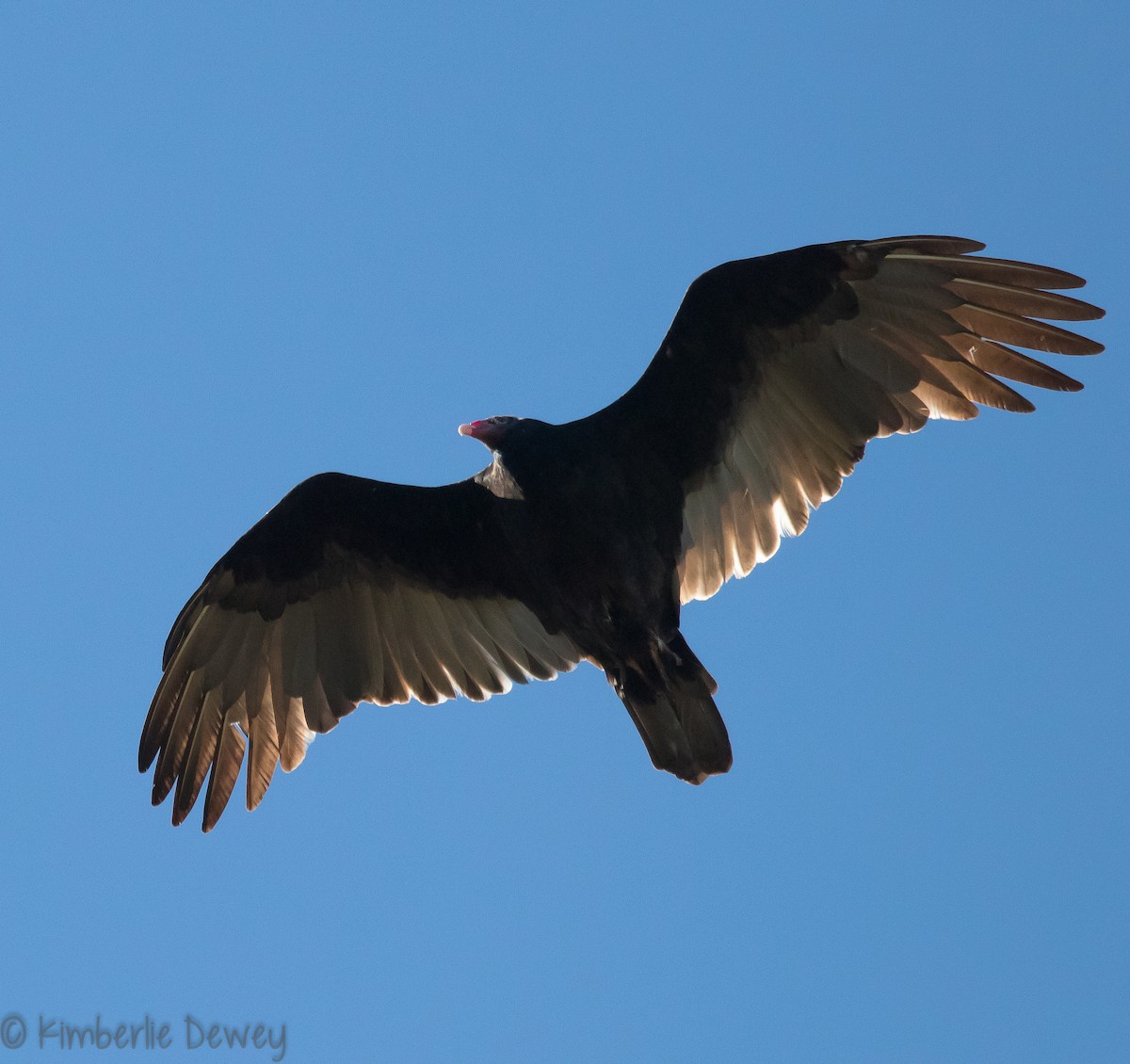 Turkey Vulture - ML119861641