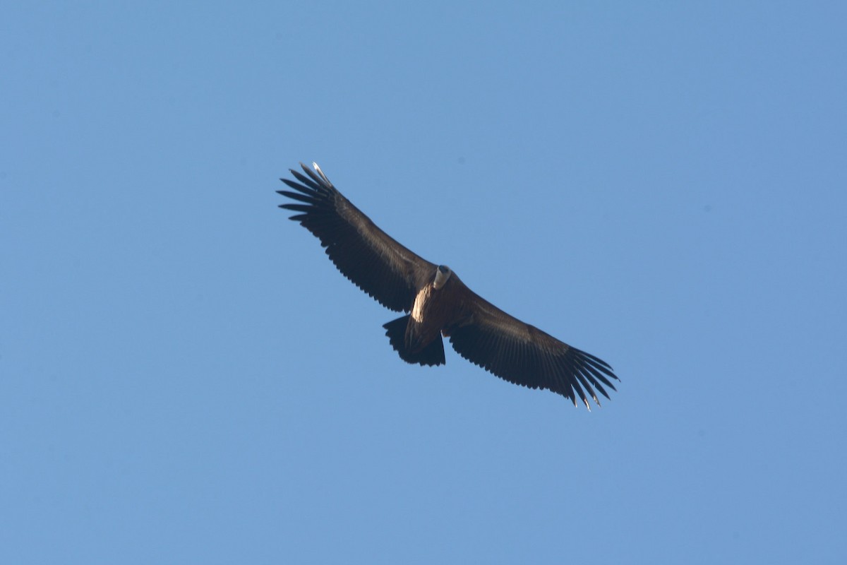 Eurasian Griffon - ML119862811