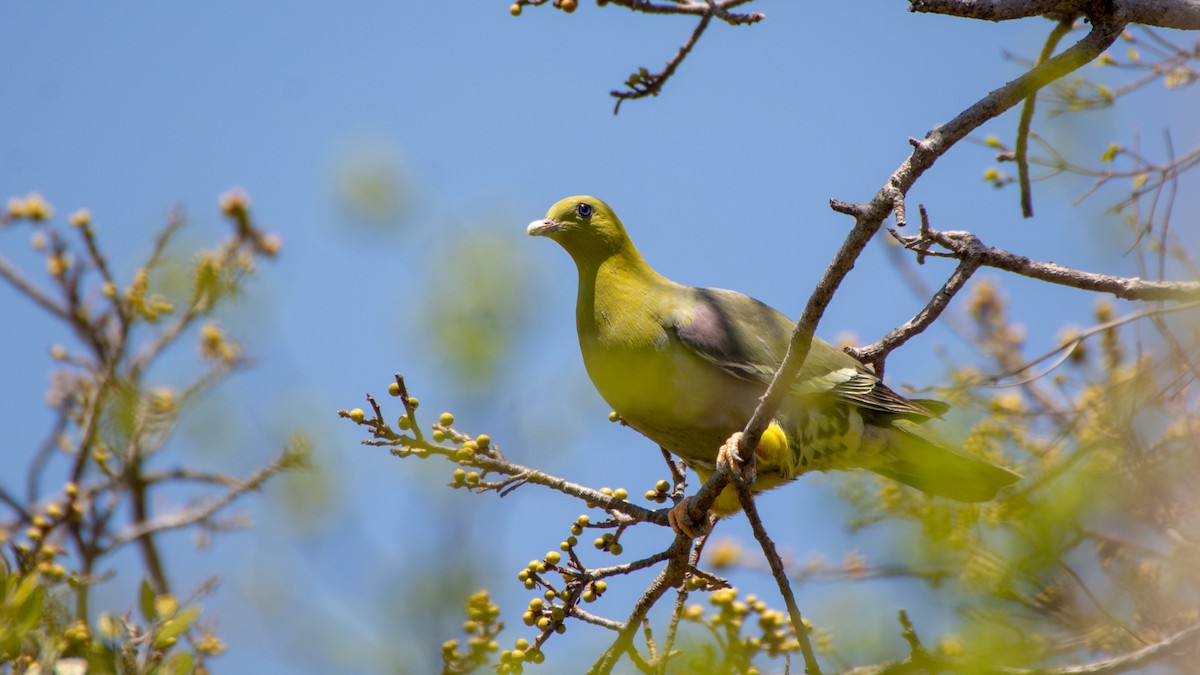 Madagascar Green-Pigeon - ML119862941