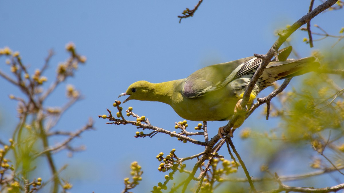 Madagascar Green-Pigeon - ML119862951