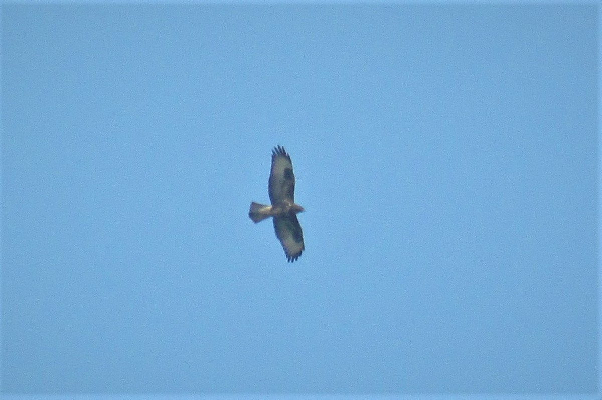 Common Buzzard - ML119862971