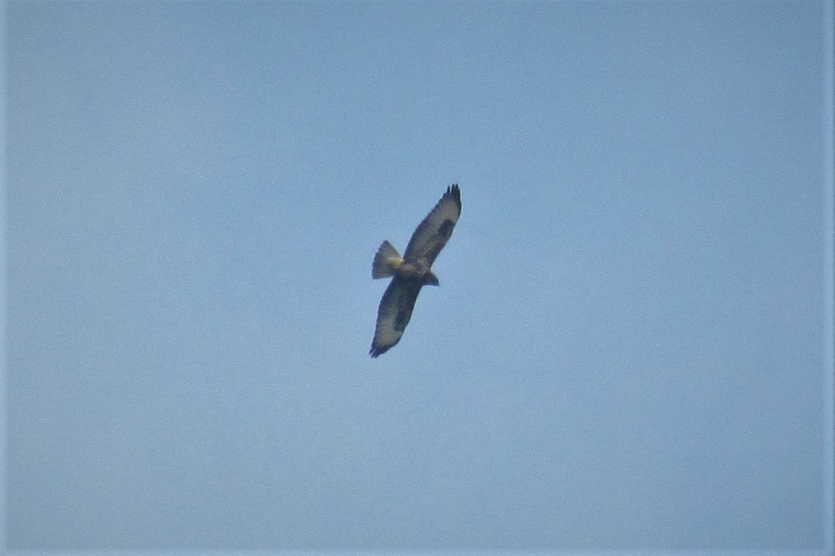 Common Buzzard - ML119863031