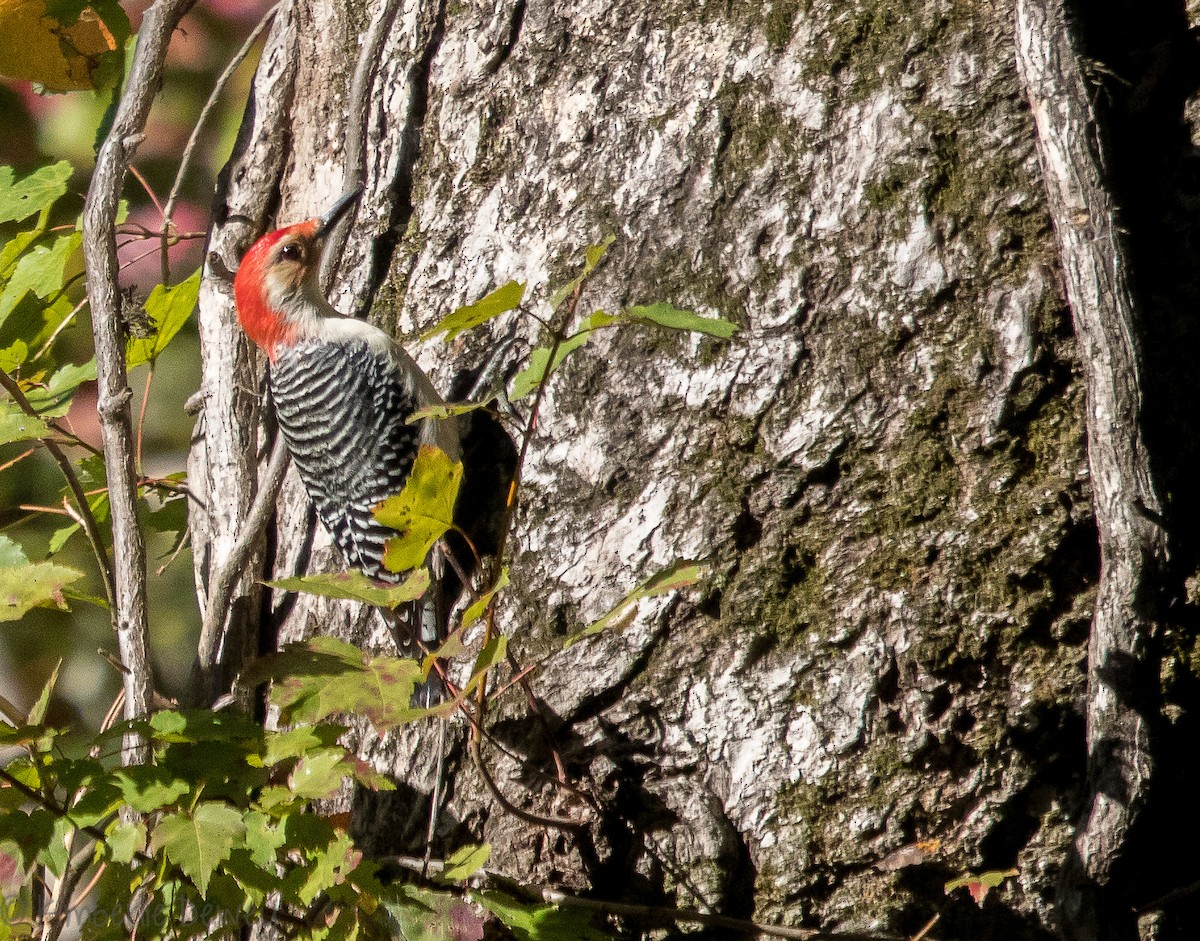 Red-bellied Woodpecker - Kimberlie Dewey