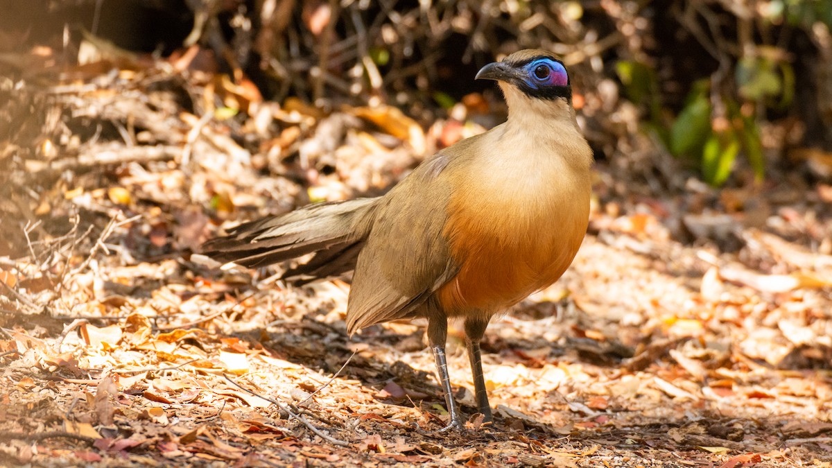 Giant Coua - ML119863071